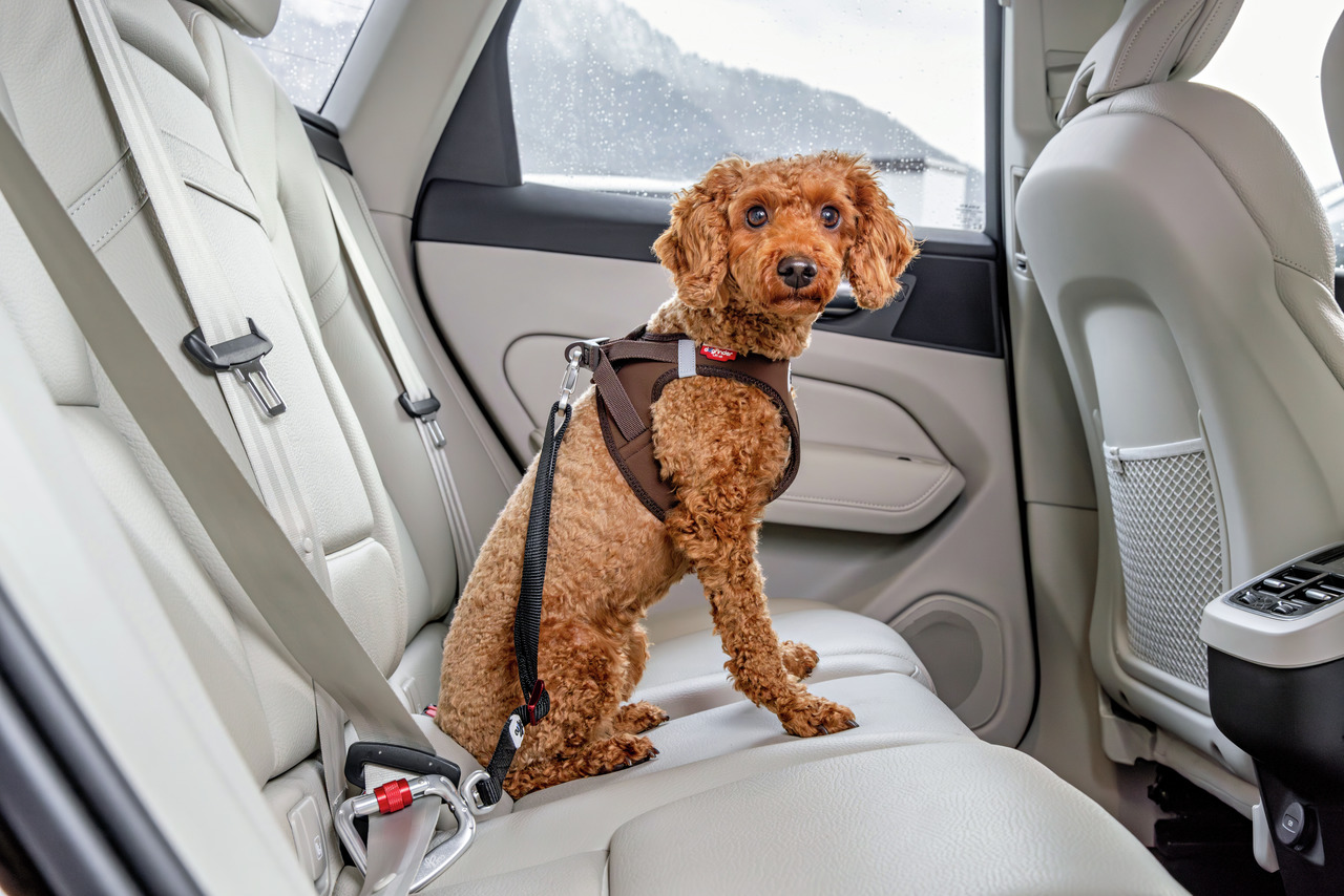 Curli Sicherheitsgeschirr, braun, für Hunde, mit Sicherheitsgurt, Komfort & Schutz, ideal für Hundebesitzer, die Sicherheit schätzen.