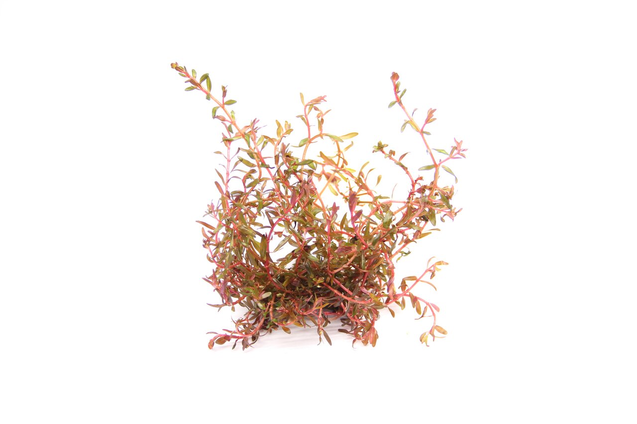 Das Bild zeigt die Wasserpflanze Rotala rotundifolia in kräftigen Rot- und Grüntönen. Die filigranen, verzweigten Stängel und kleinen Blätter eignen sich ideal für Aquarien. Diese Pflanze ist ein beliebtes Dekorationselement für Süßwasseraquarien und förd