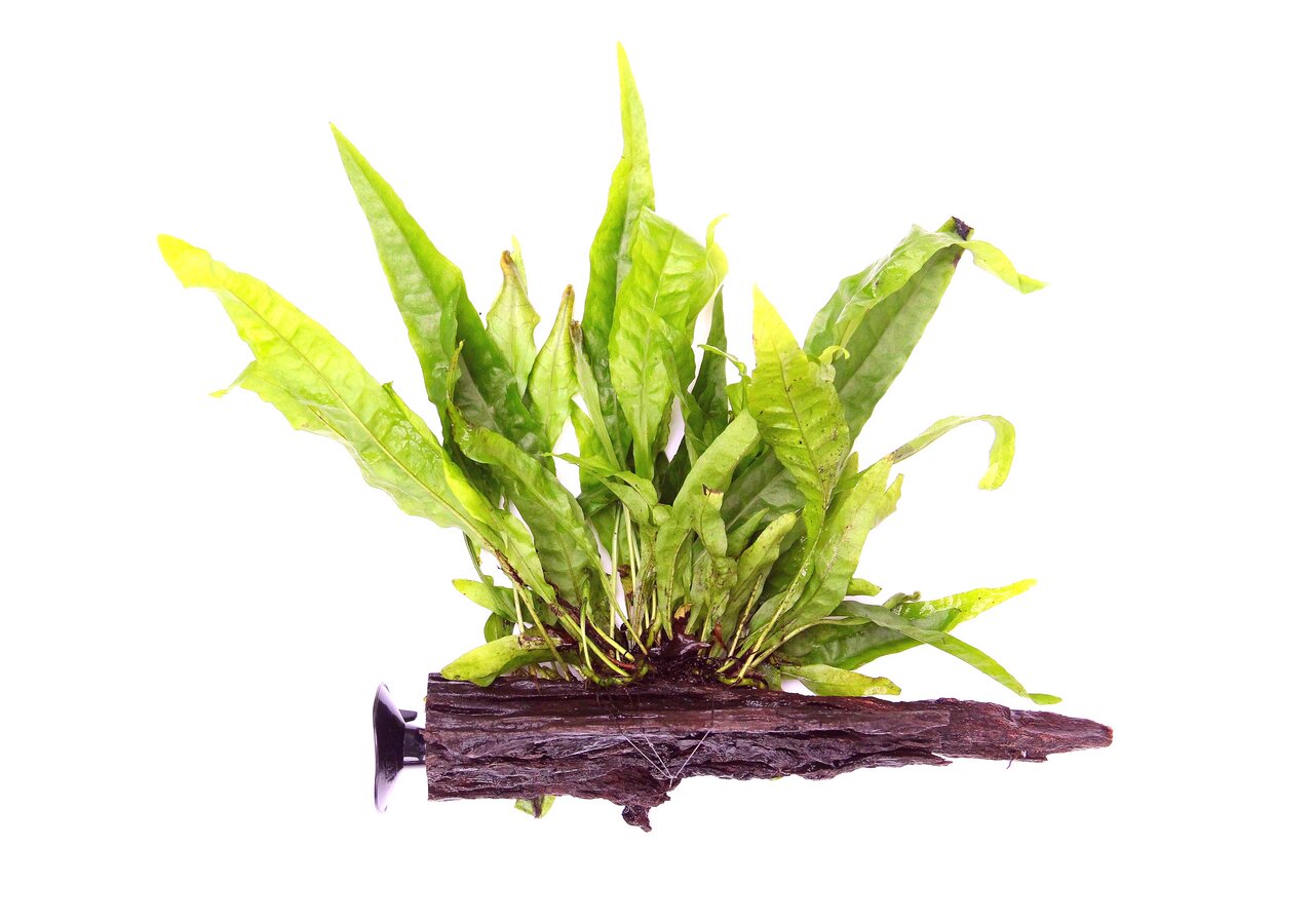 Das Bild zeigt eine künstliche Aquarienpflanze der Marke ALOHA, die auf einem braunen Holzstück mit Saugnapf befestigt ist. Die Pflanze ist grün, mit langen, schmalen Blättern, die realistisch wirken. Sie eignet sich für Aquarienliebhaber, um eine natürli