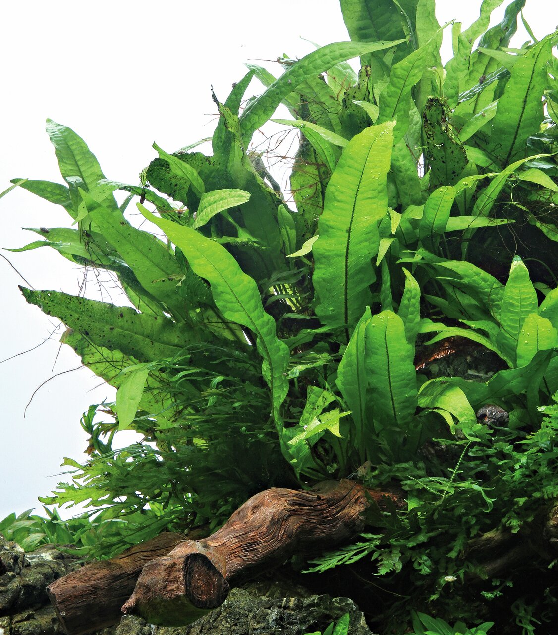 ALOHA Wasserpflanze auf Holz, für Aquarienbesitzer, ideal für Süßwasseraquarien, schafft natürliche Umgebung.