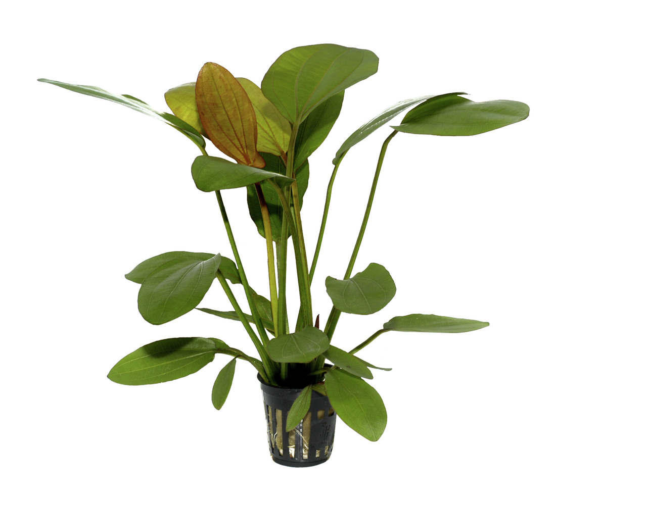 Tropica Aquarienpflanze, für Aquarienliebhaber, frisches & gesundes Aussehen, große ovale Blätter, im schwarzen Gittertopf.