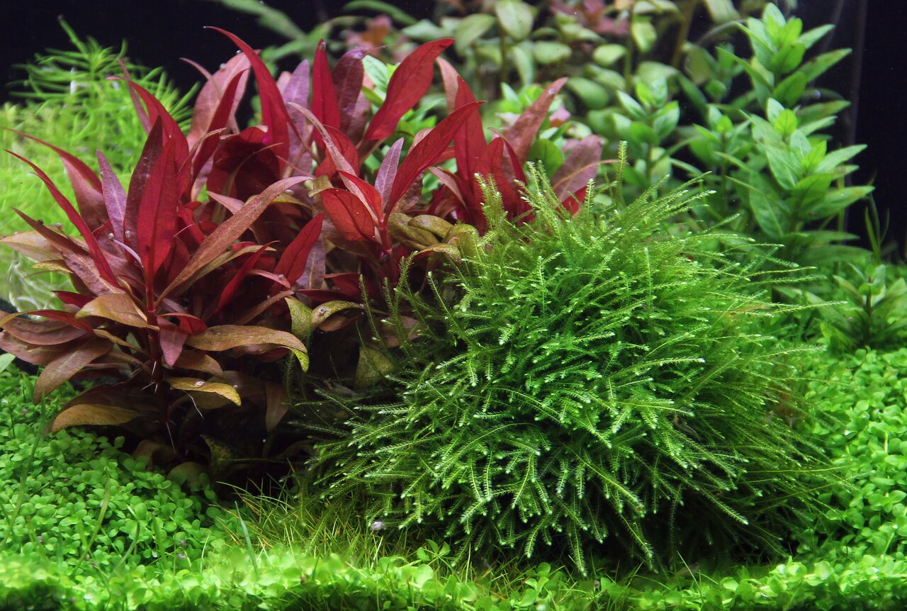 Üppig bepflanztes Aquarium mit Mooskugel, roten & grünen Pflanzen