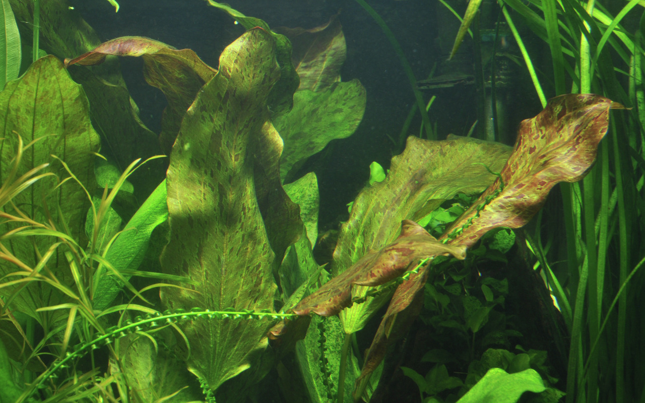 Tropica Wasserpflanze, Echinodorus-Art, für Aquarienliebhaber, dekorativ & pflegeleicht, große grüne Blätter mit rötlichen Flecken.