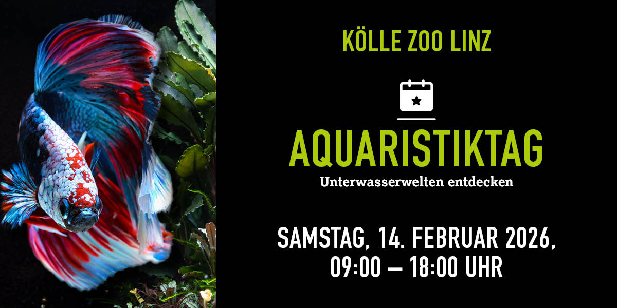 Bunter Kampffisch, Text bewirbt Aquaristiktag 