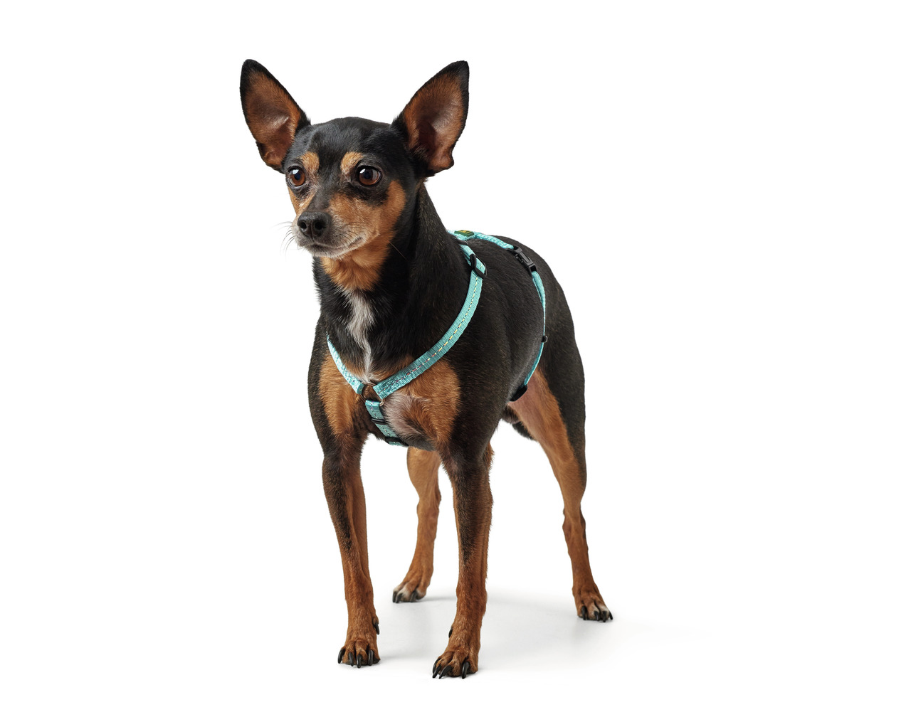 HUNTER Geschirr für kleine Hunde, ergonomisch, türkis, optimaler Tragekomfort, ideal für Spaziergänge, sichere Führung.