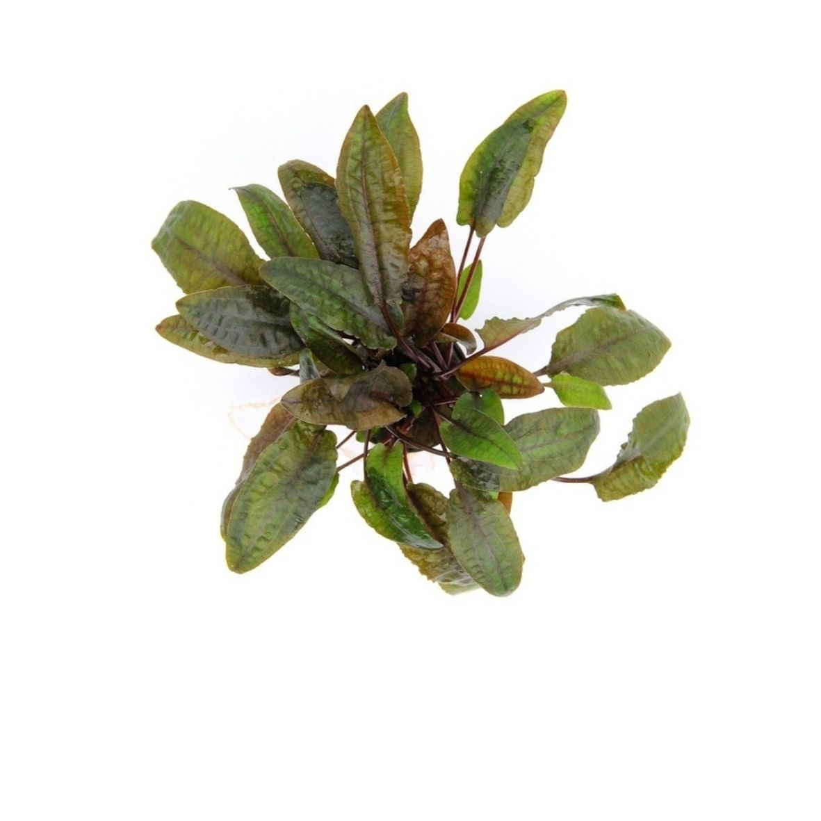 ALOHA Cryptocoryne wendtii BRAUN