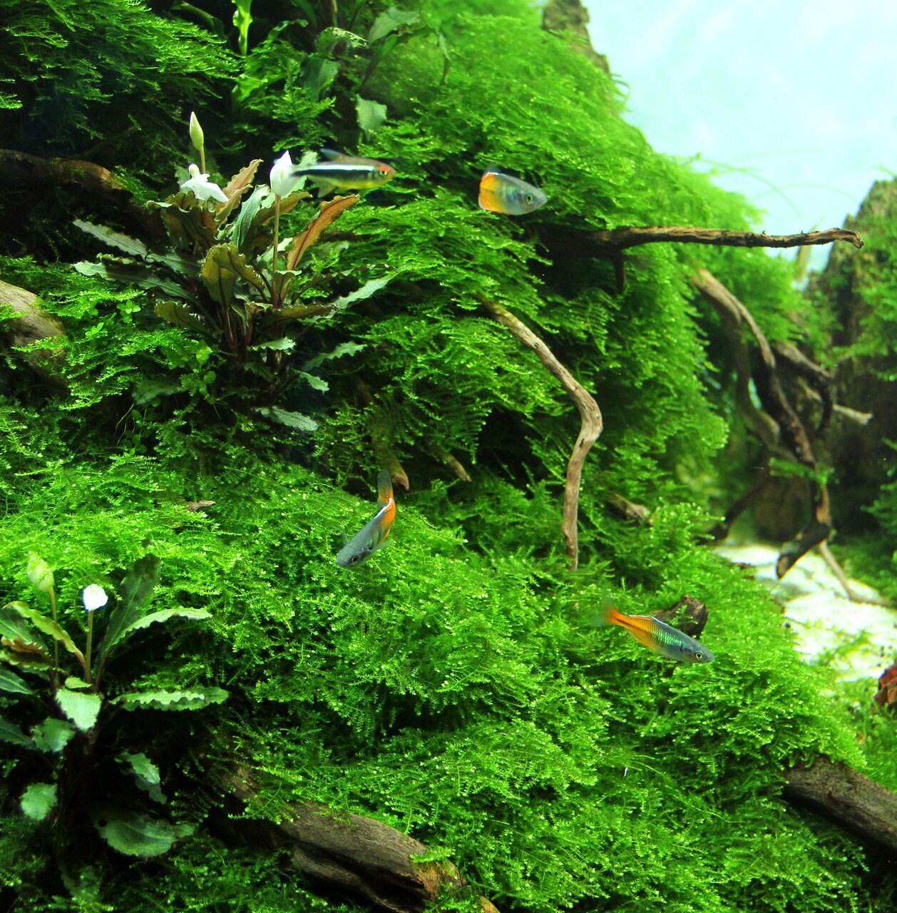 Üppig bepflanztes Aquarium mit Moos, Guppys (orange Schwanzflossen), Wurzeln & Pflanzen – natürliche, lebendige Unterwasserwelt.