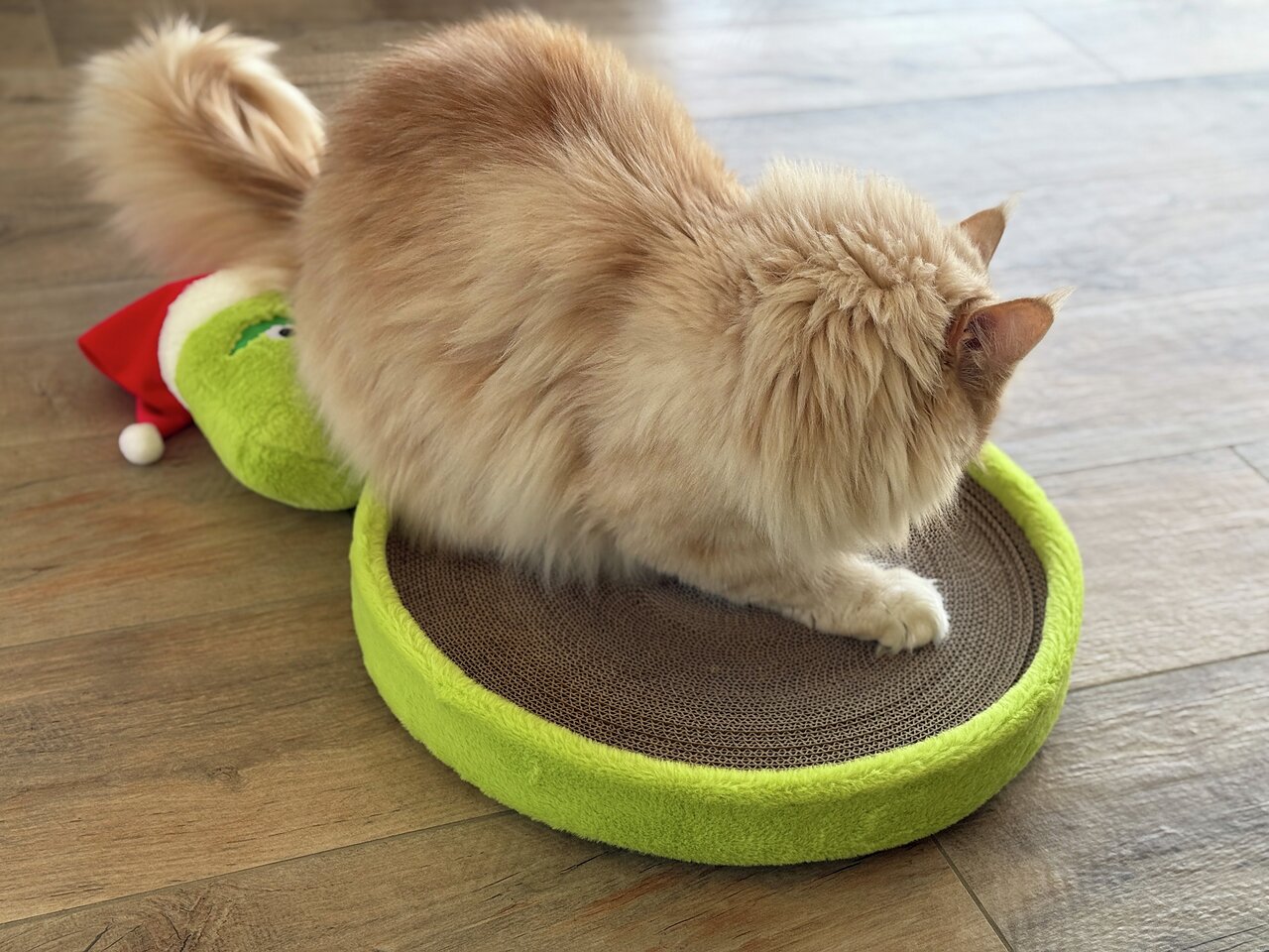 Eine flauschige Katze sitzt auf einem runden, grünen Kratzbrett aus Pappe, geeignet für Katzen zur Krallenpflege.