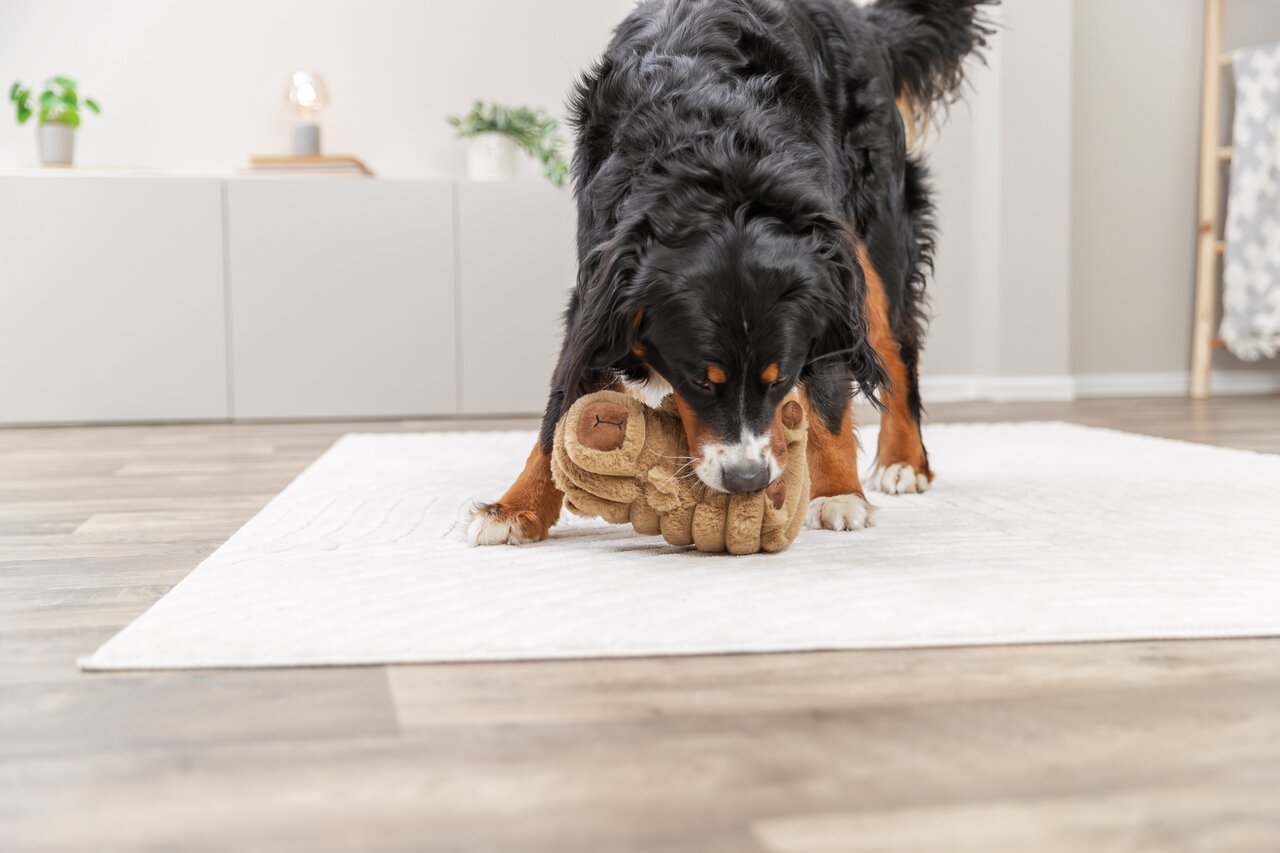 Ein Hund spielt mit einem TRIXIE-Plüschspielzeug in Bärenform. Ideal für Hunde, fördert den Spielspaß und Beschäftigung.