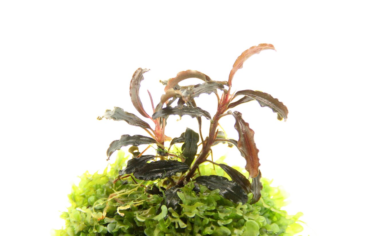 ALOHA Aquarienpflanze, dekorativ, für Aquarienliebhaber, dunkelgrün-rötliche Blätter, auf grünem Moospolster, ideal für Unterwasserlandschaften.