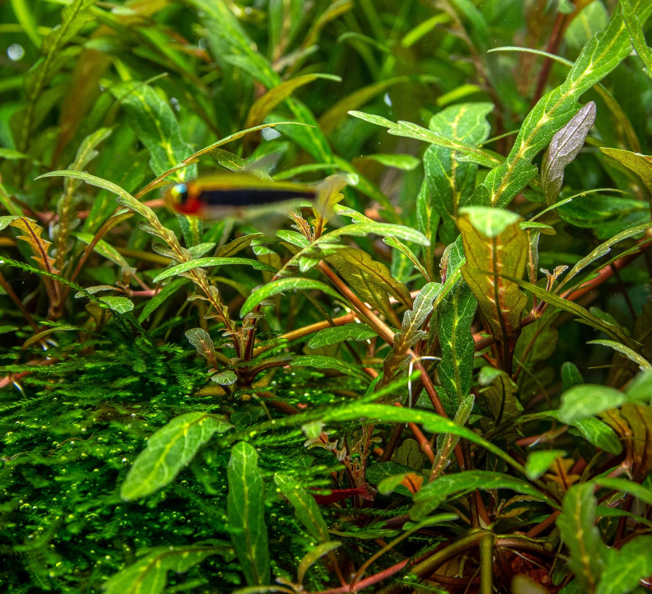 Üppige Unterwasserlandschaft mit grünen Pflanzen, Sauerstoffperlen, Neonfisch (roter Bauch, blauer Streifen) im Hintergrund.