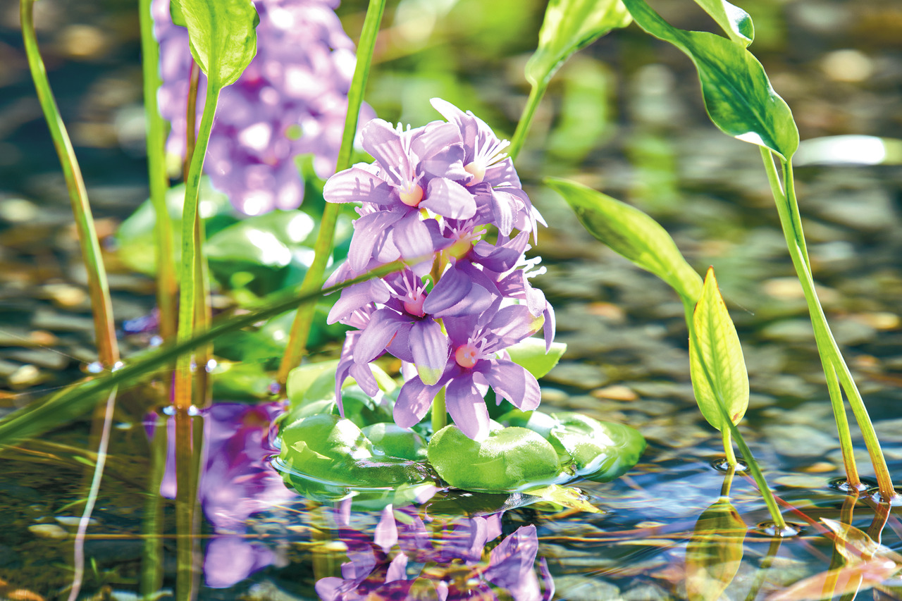 Oase Pontec PondoHyacinth Blooming