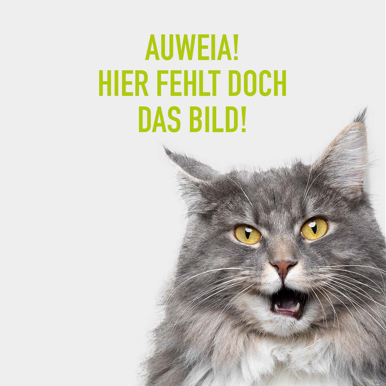 Graue Langhaarkatze, Text: "Auweia! Hier fehlt doch das Bild!