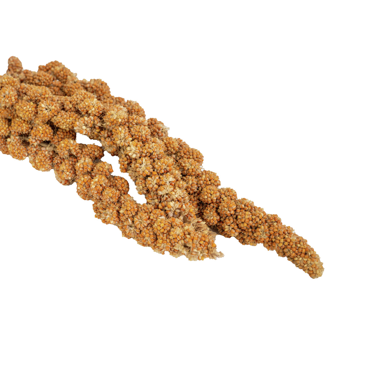 LOTTIS PIEPMÄTZE Kolbenhirse, Futtermischung f. Ziervögel (Wellensittiche, Kanarien, Papageien), nährstoffreich, 1 kg.