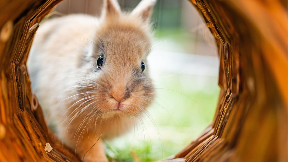 Kaninchen blickt durch einen Weidentunnel in die Kamera.