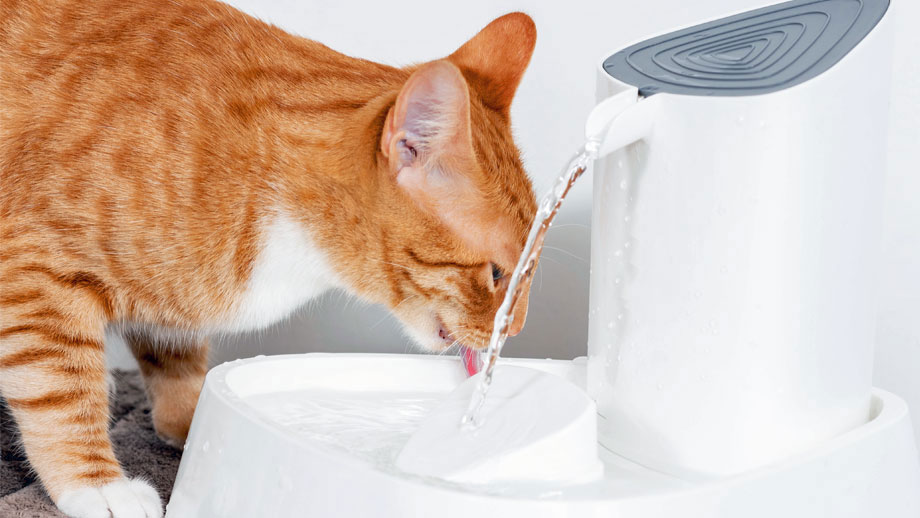 Trinkbrunnen Fuer Katzen Teaser