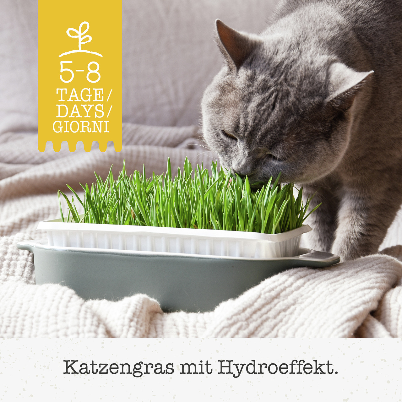 GimCat Katzengras, für Katzen, natürliche Verdauungshilfe, Wachstumszeit 5-8 Tage, rechteckige Schale mit Hydroeffekt.