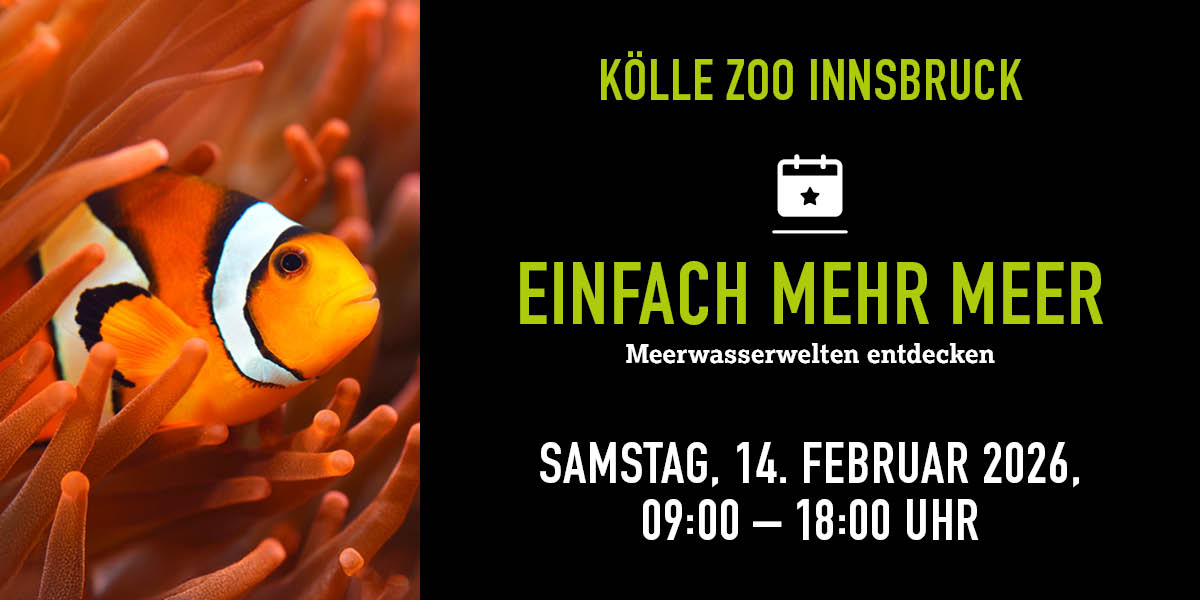 Clownfisch in Anemone, Eventdetails und Vorteile rechts.