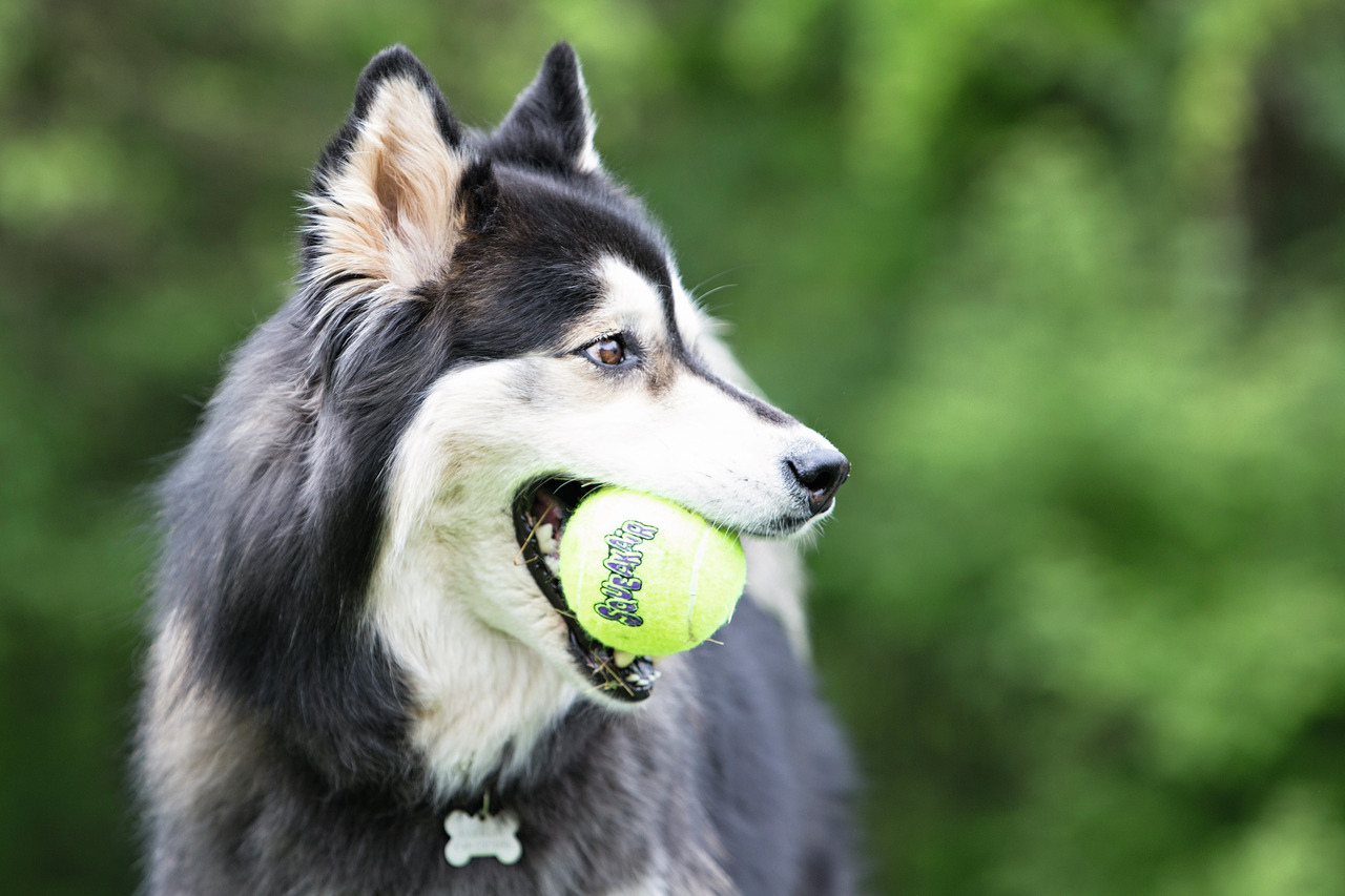 Ein schwarz-weißer Husky hält einen leuchtend grünen KONG SqueakAir Tennisball im Maul, während er in einer grünen, natürlichen Umgebung steht. Der Ball ist speziell für Hunde entwickelt, kombiniert Spielspaß mit Zahnschonung und ist ideal für mittelgroße