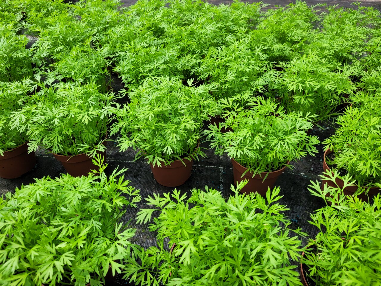 Zahlreiche grüne Pflanzen in braunen Töpfen mit farnartigen Blättern, gesund & kräftig, in einer Gärtnerei auf dunkler Unterlage.