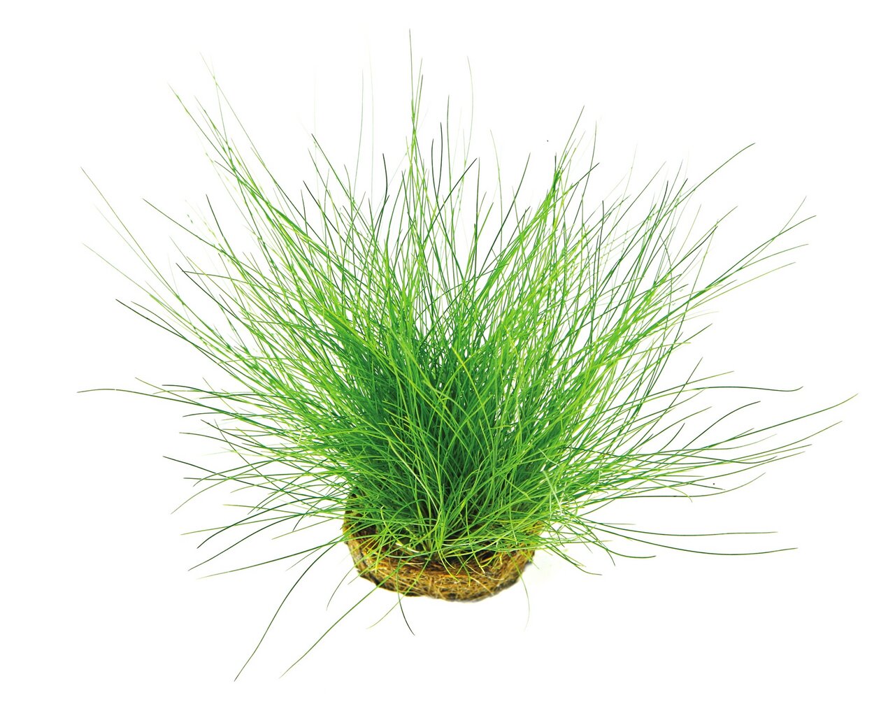 Aloha Katzengras, für Katzen, frisches Katzengras, unterstützt Verdauung, reduziert Haarballen, in erdlosem Substrat, kompakt.