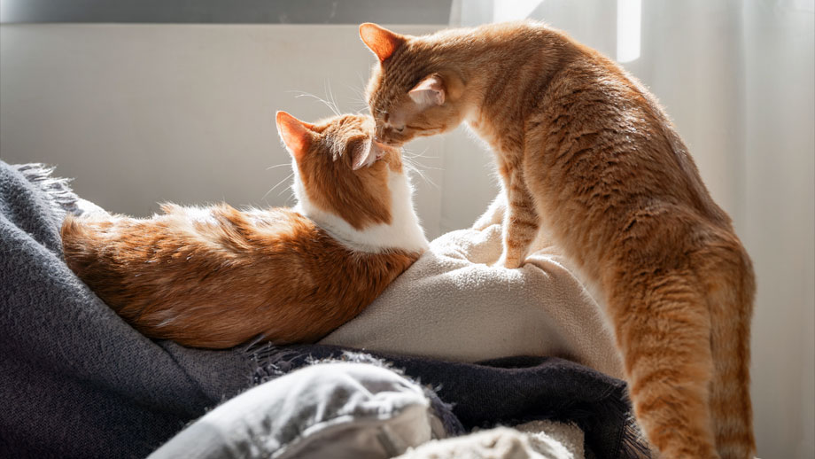 Zwei Katzen in sozialer Interaktion