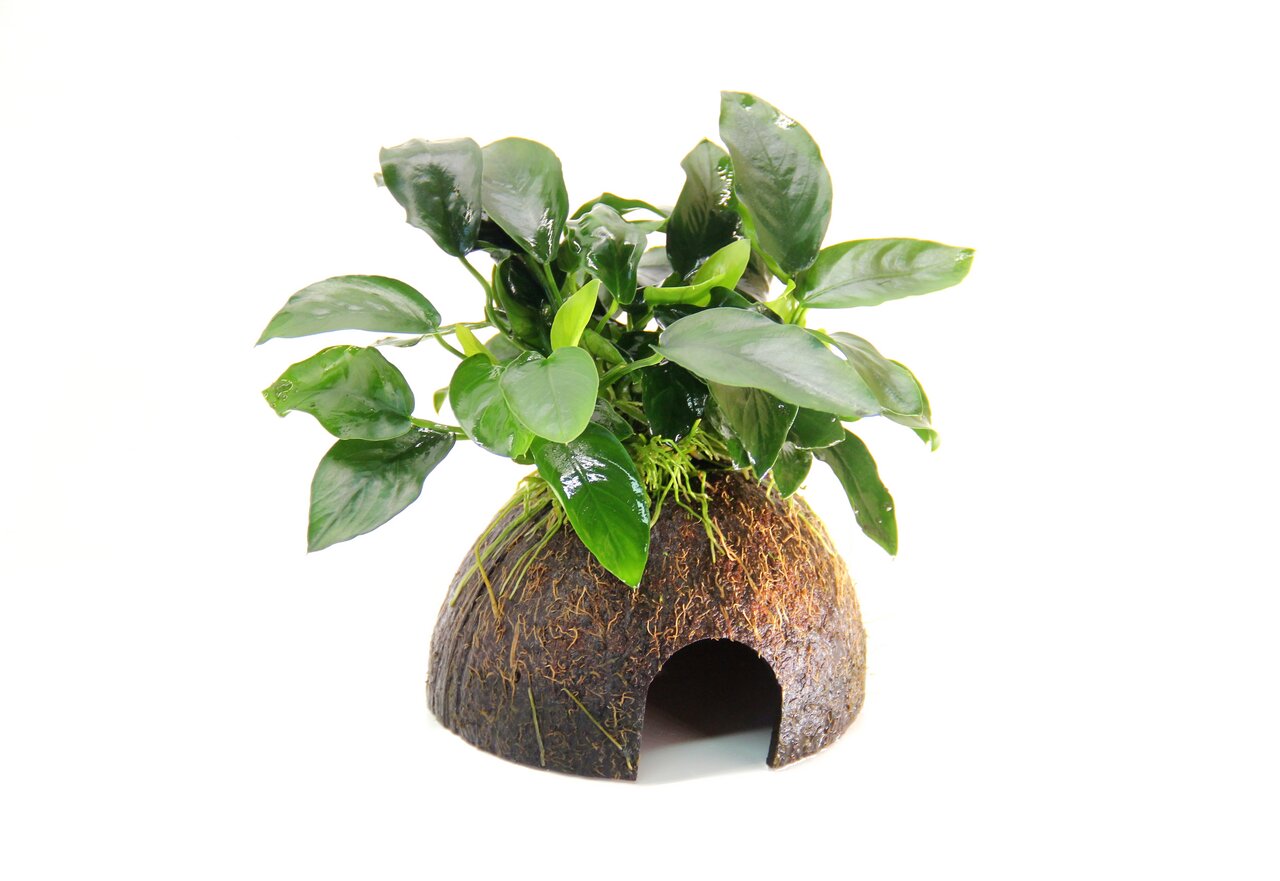 ALOHA Kokosnusshöhle m. Anubias-Pflanze, f. Aquarien-Terrarien, Versteck+Deko, nat. Optik, Zielgr.: Aquarien--Terrarienbesitzer.