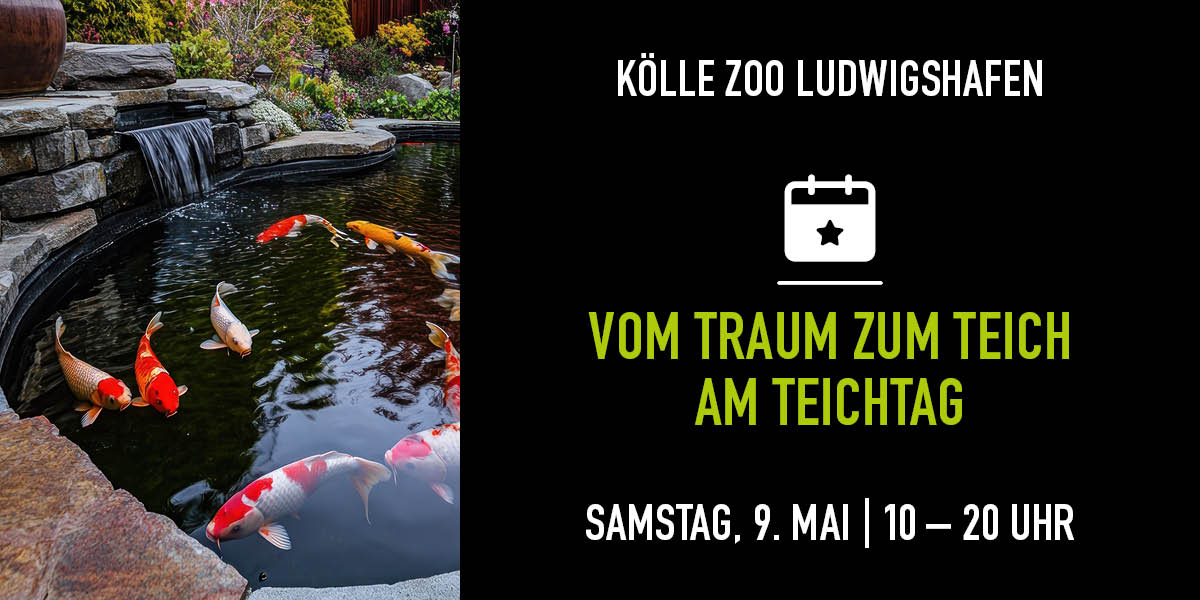 Koi schwimmen in einem Teich. Auf der rechten Seite gibt es Infos zum Event.