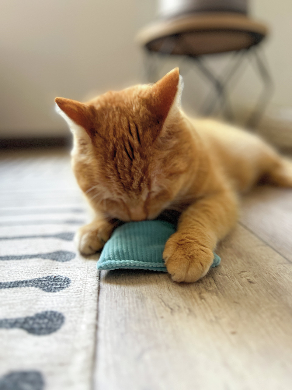 Aumüller Katzenspielkissen Baldini Cordkissen