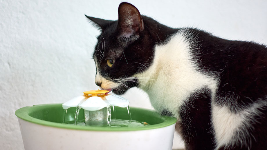 Schwarzweiße Katze trinkt aus einem Trinkbrunnen mit Blumendesign.