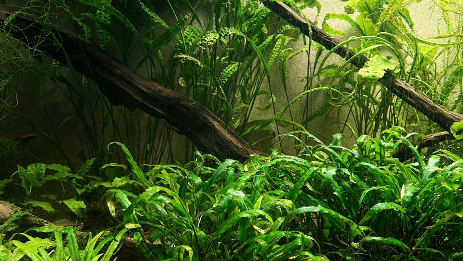 Wasserpflanzen in Aquarium fuer Fuenfguertelbarben