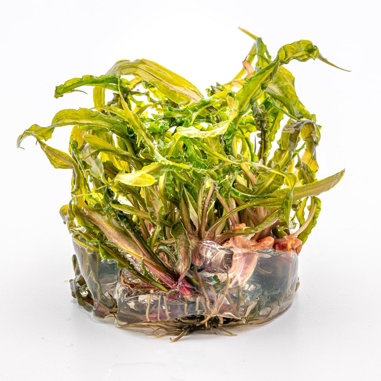 ALOHA Löwenzahnblätter, für Kleintiere (Kaninchen, Meerschweinchen), saftig grün, frisch, gesunder Snack, in transparenter Hülle.