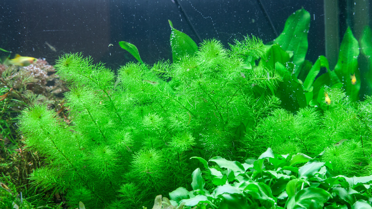 Tropica Wasserpflanze für Aquarien, hellgrüne Blätter, natürliche Optik, harmonische Unterwasserlandschaft.