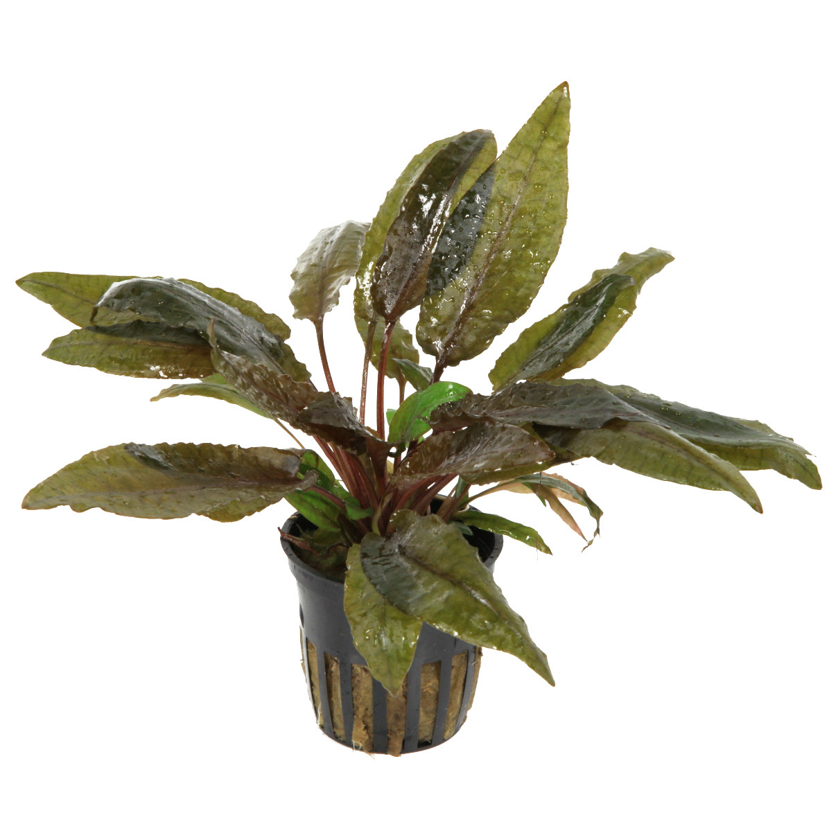Tropica Cryptocoryne wendtii 'Brown', Aquarienpflanze, braun-grüne Blätter, im Kunststofftopf, ideal für Süßwasseraquarien.