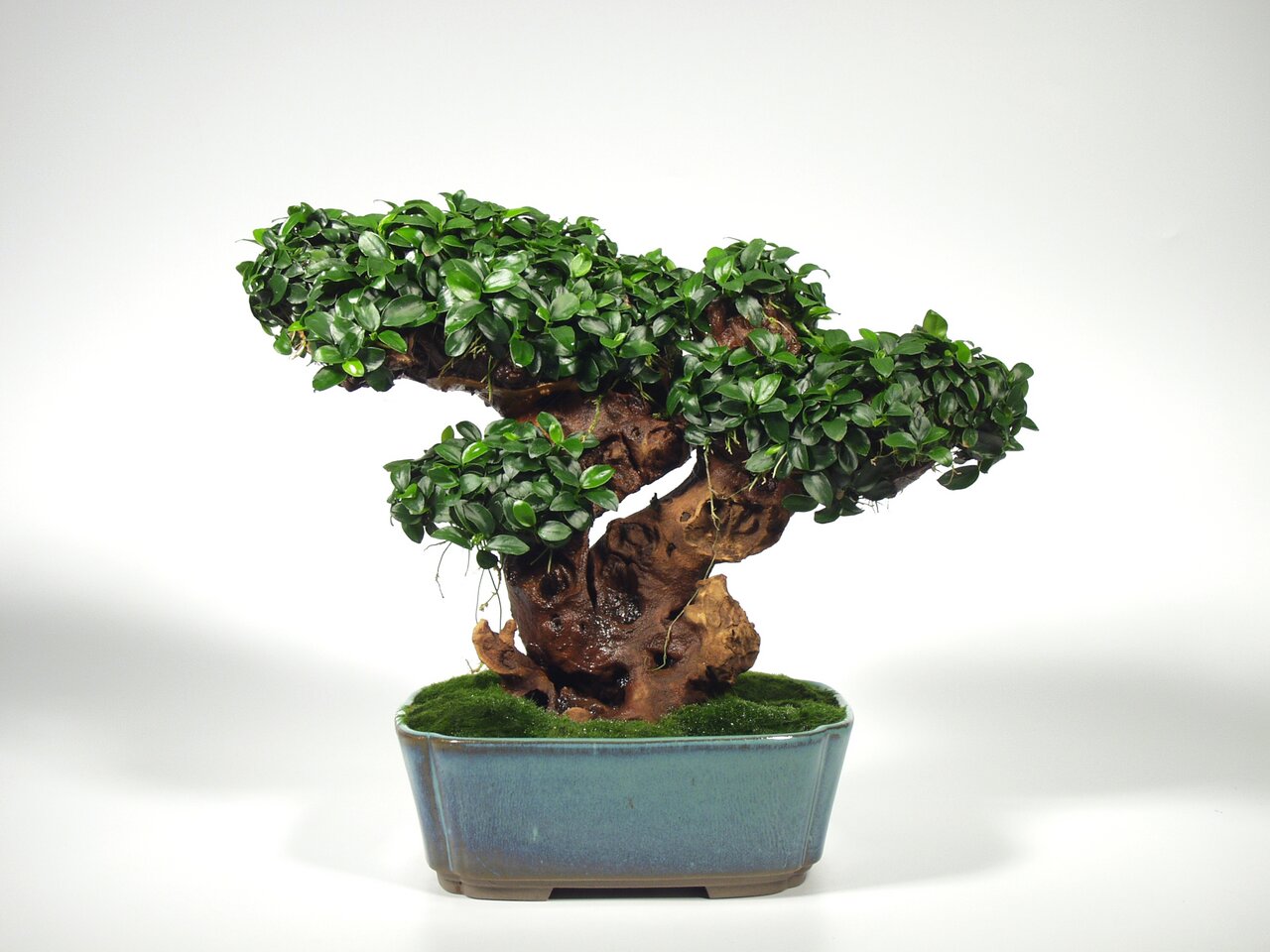 Ein Bonsai-Baum mit dichtem, glänzendem, dunkelgrünem Laub, das kunstvoll auf einem verdrehten, natürlichen Holzstamm arrangiert ist. Der Baum steht in einem rechteckigen, blauen Keramiktopf mit Moosbedeckung. Die Komposition vermittelt Eleganz und Ruhe, 