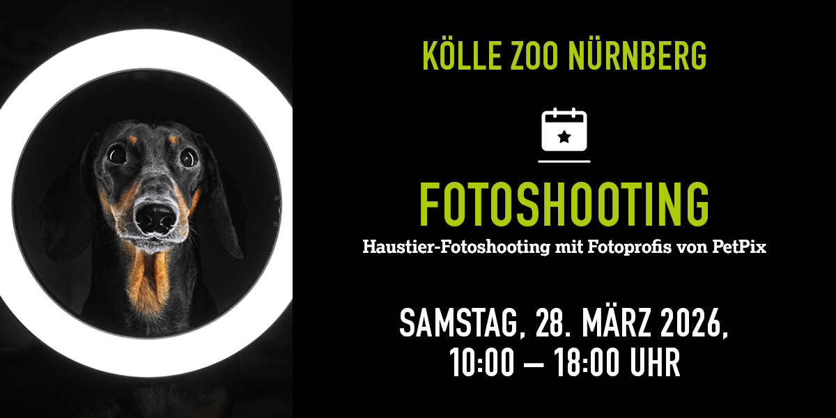 Hund schaut durch runden Lichtring, Infos zu Fotoshooting im Kölle Zoo 