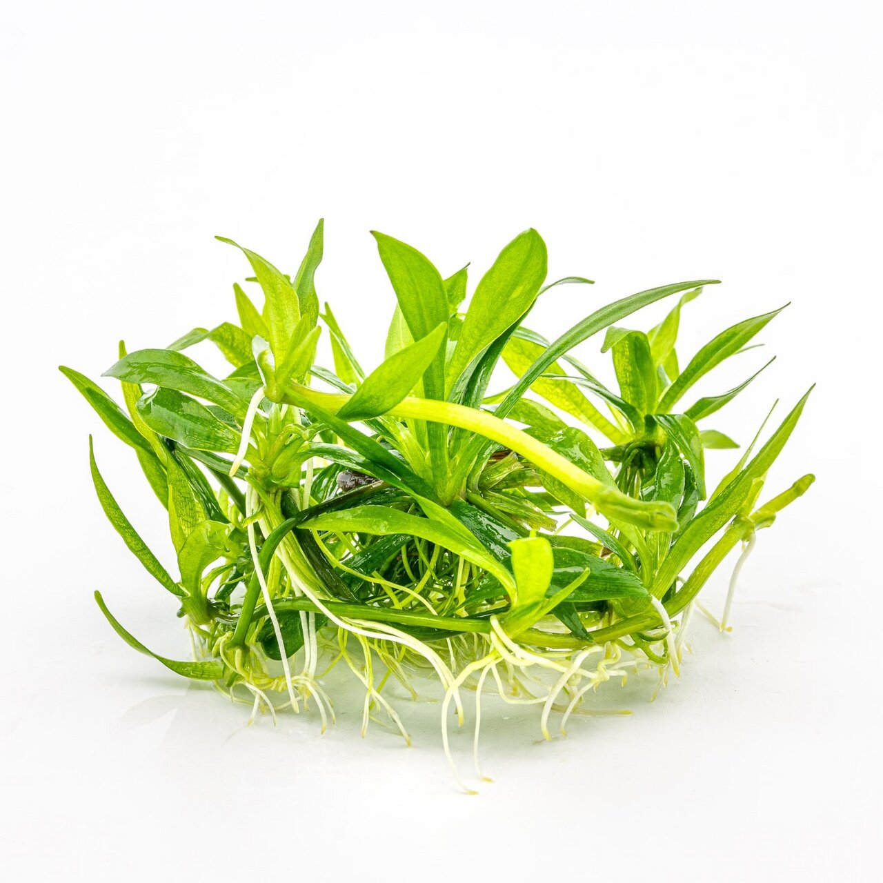 ALOHA Wasserpflanze, für Süßwasseraquarien, grüne Blätter, weiße Wurzeln, Deko & Sauerstoffspender, ideal für Aquarienbewohner.