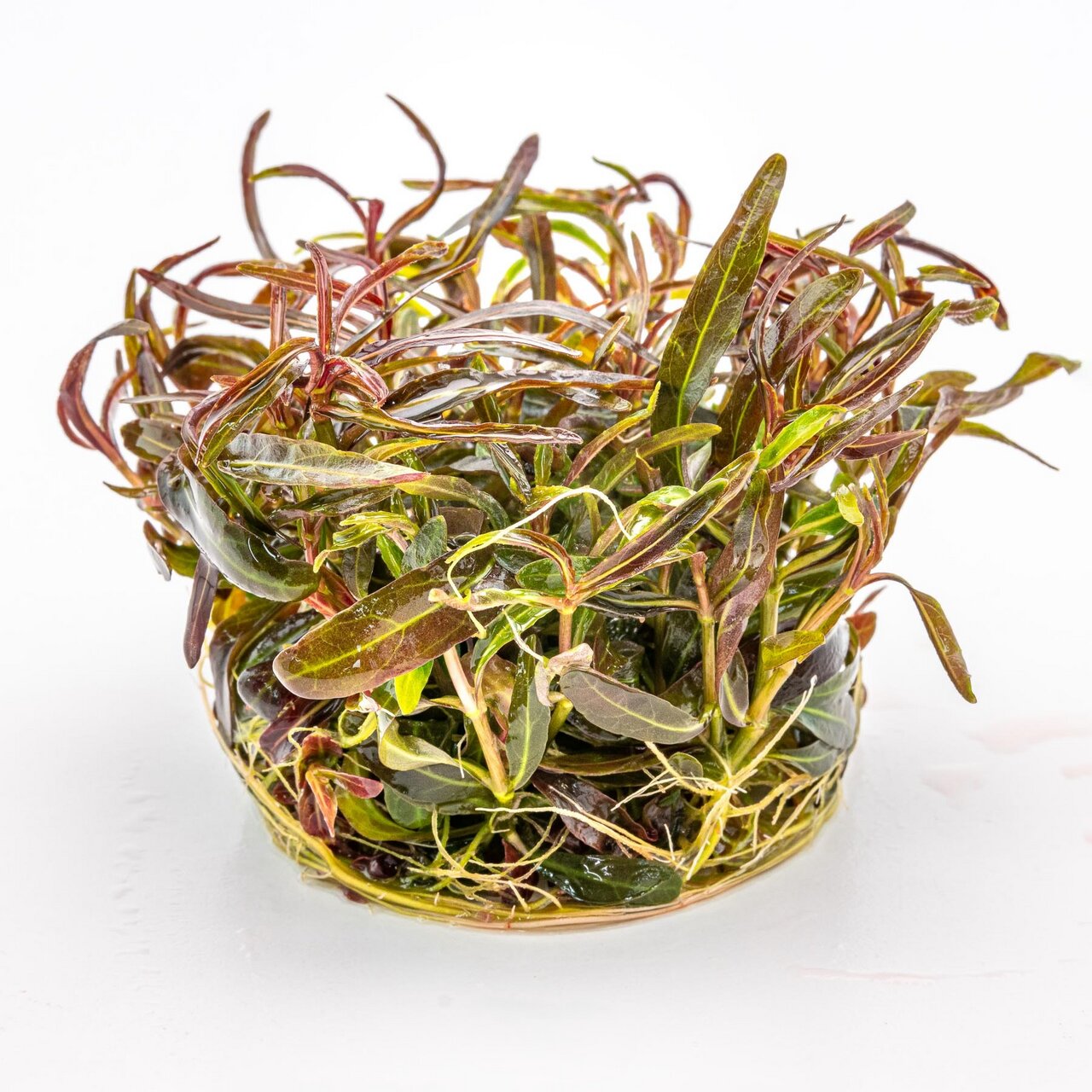 Hygrophila lancea 'Araguaia', Wasserpflanze für Aquarien, schmale Blätter in Grün-Rot, dekorativ, in transparenter Schale.