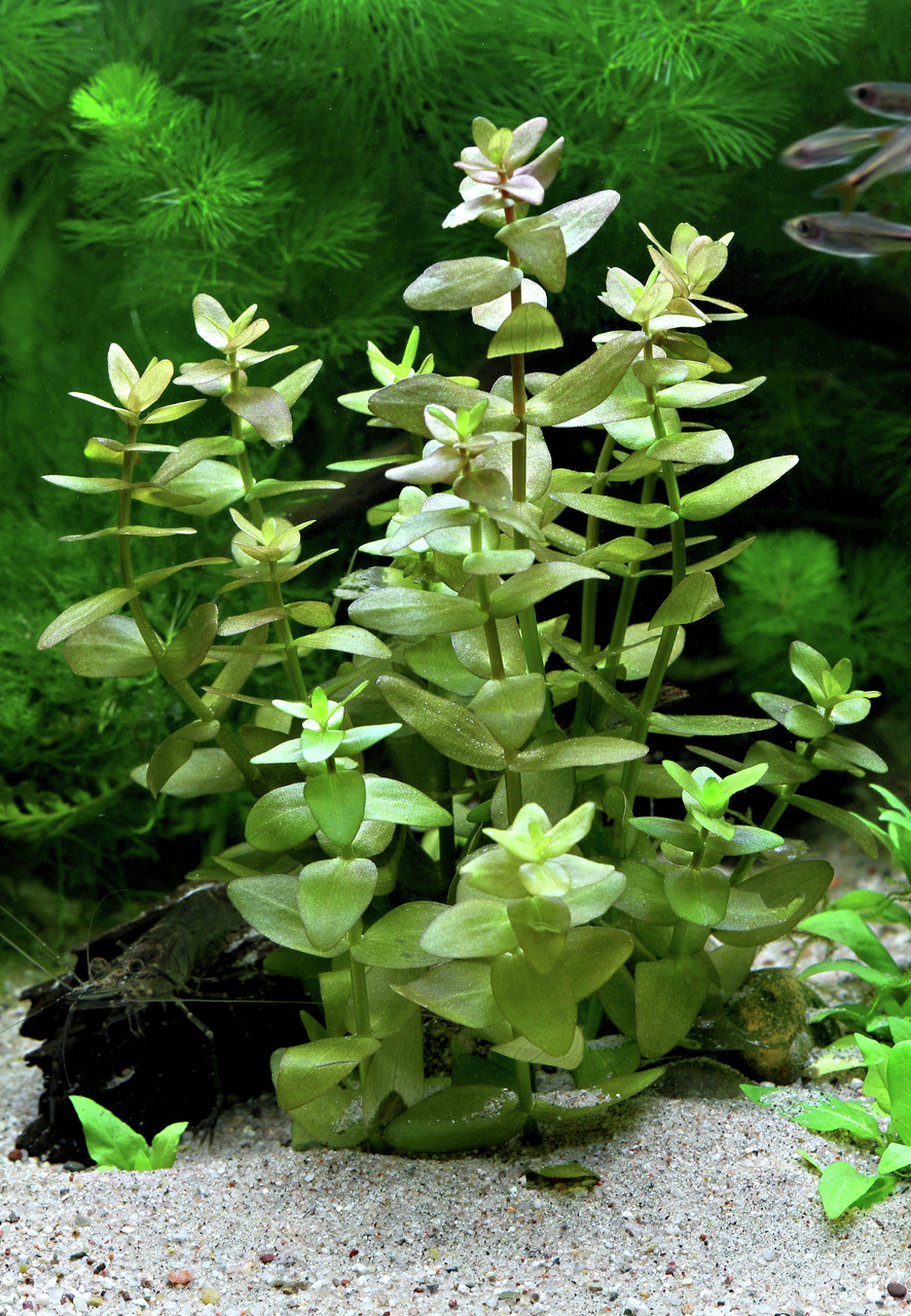 Das Bild zeigt die Wasserpflanze Rotala rotundifolia, die in einem Aquarium mit sandigem Boden und üppigem Hintergrund aus grünem Pflanzenwuchs wächst. Die Pflanze hat zarte, hellgrüne Blätter und wächst in dichten Stängeln. Im Vordergrund ist eine Garnel