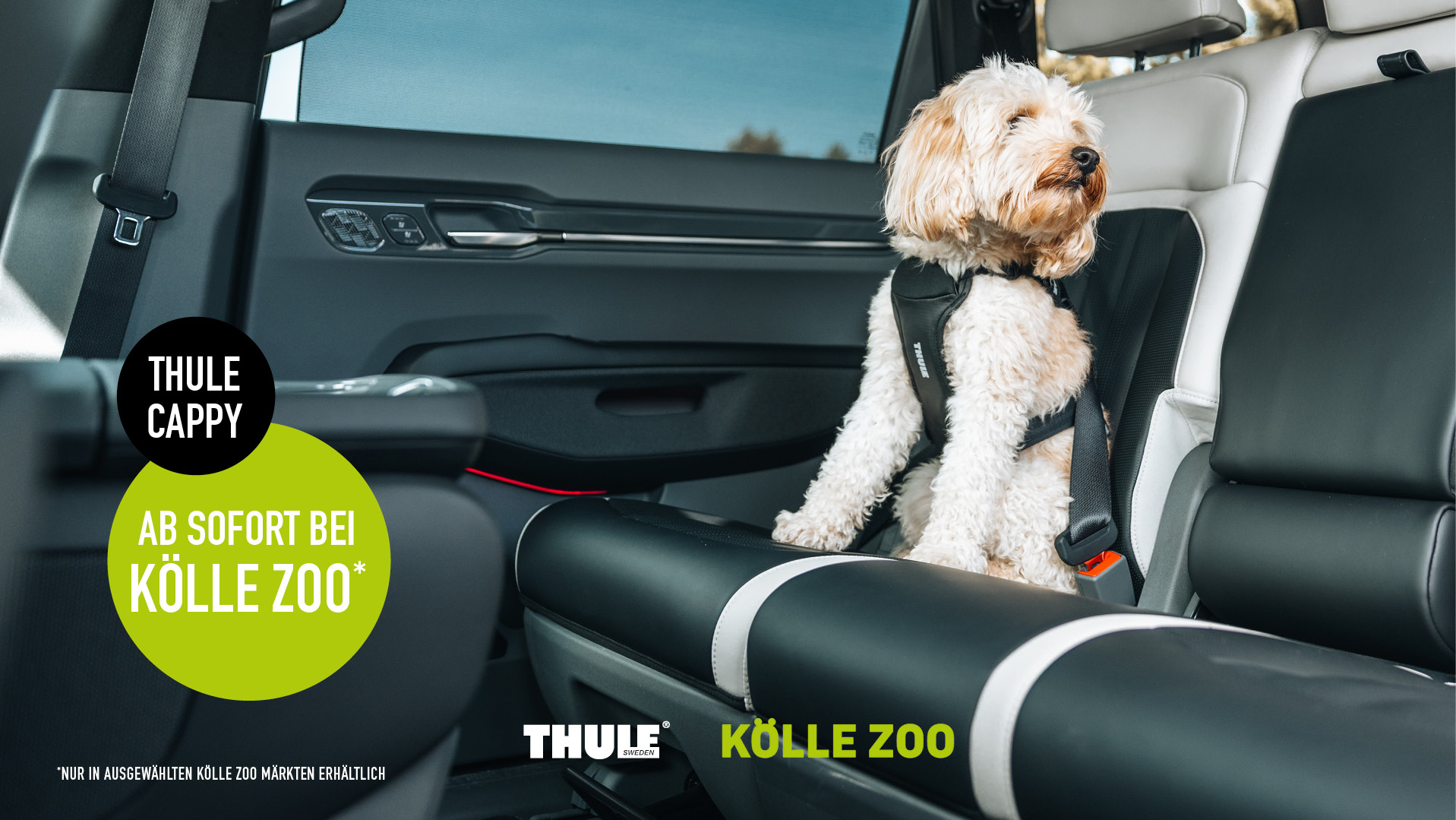 Ein Hund sitzt auf der Rückbank eines Autos und trägt ein schwarzes Thule-Geschirr, daneben sind Werbehinweise für Thule Cappy und Kölle Zoo eingeblendet.