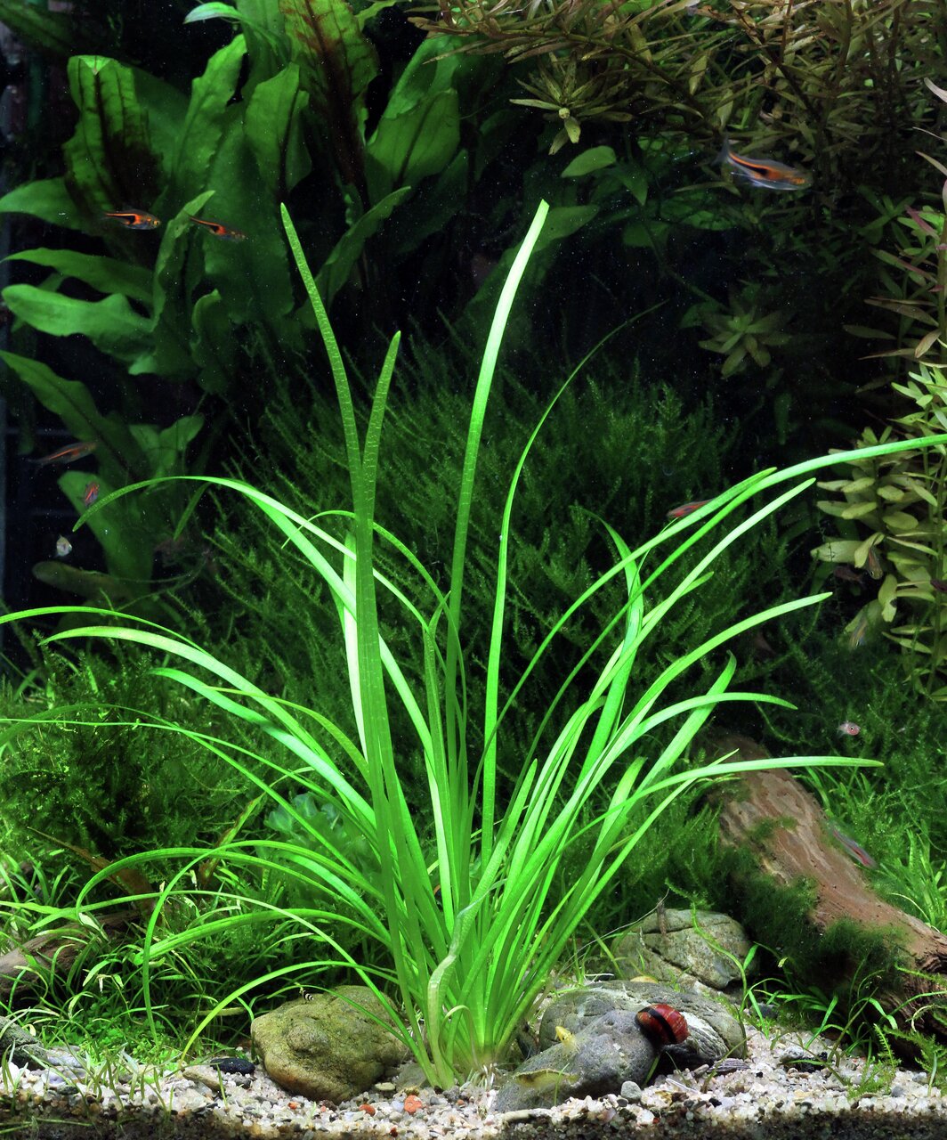 Vallisneria spiralis, Wasserpflanze für Aquarien, ideal für Fische, schafft nat. Atmosphäre, lange hellgrüne Blätter, dekorativ.