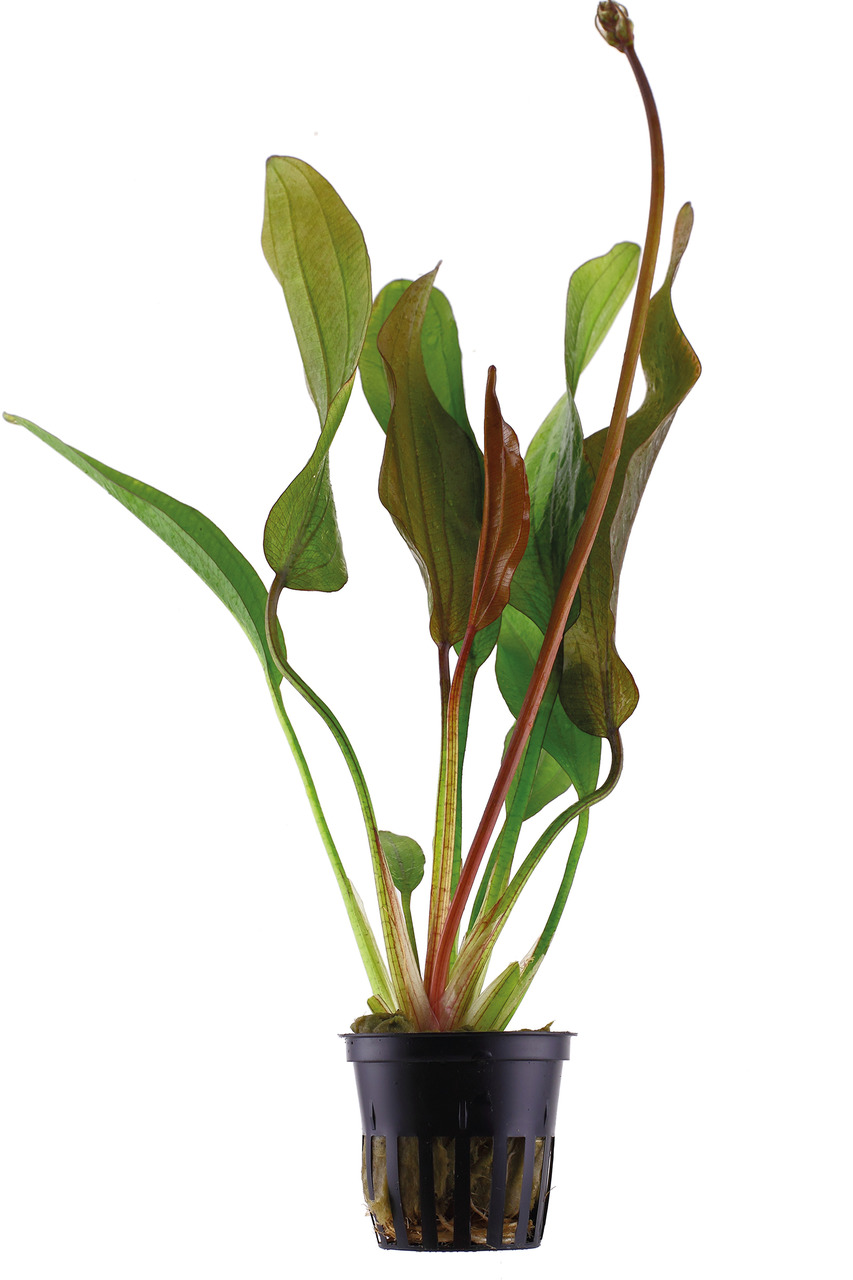 Tropica Echinodorus 'Red Flame', Aquarienpflanze, grün-rötliche Blätter, im Kunststofftopf mit Schlitzen, ideal für Aquarien.