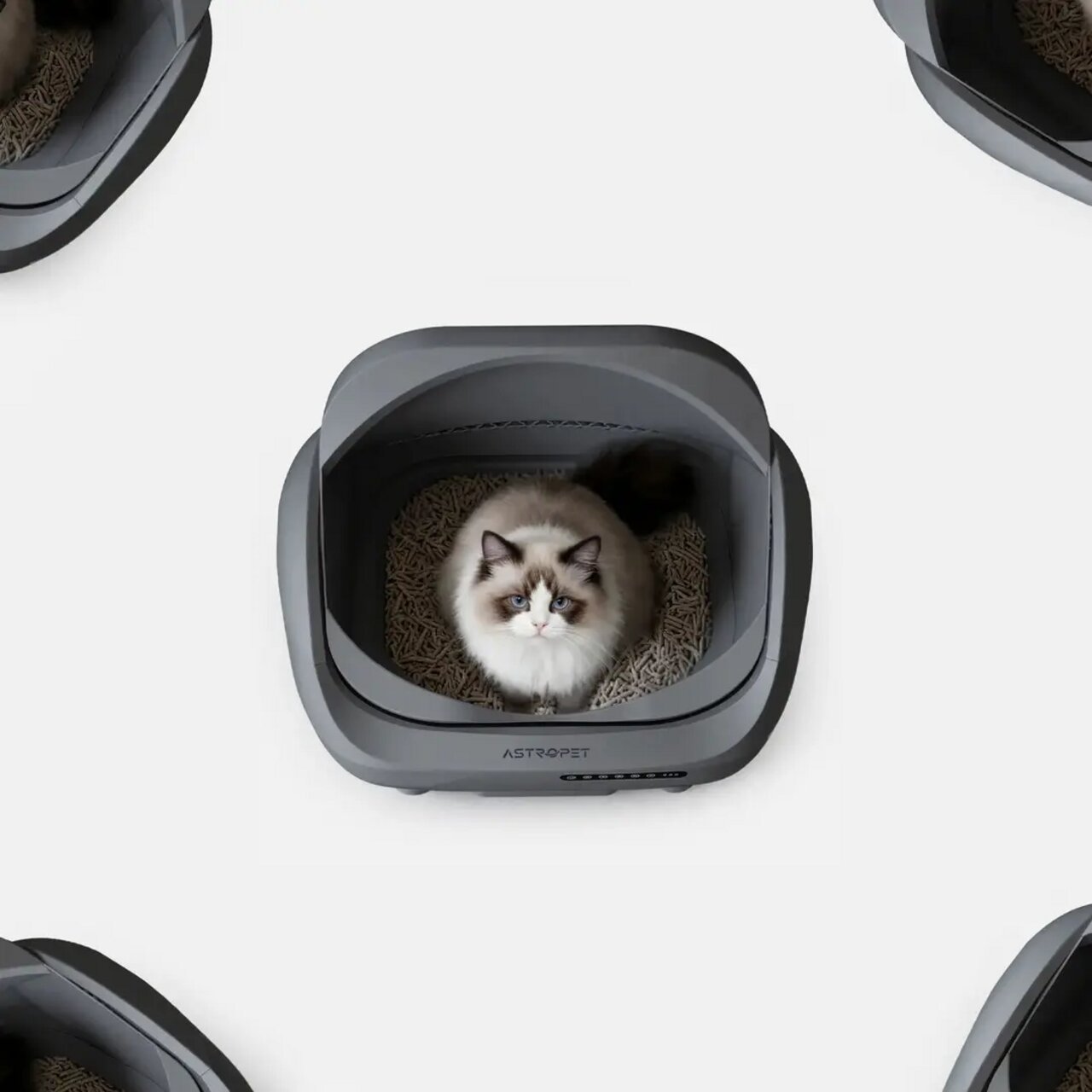 Ein flauschiger Ragdoll-Kater sitzt in der grauen ASTROPET Katzentoilette mit grobem Streu. Ideal für Katzen jeder Größe.