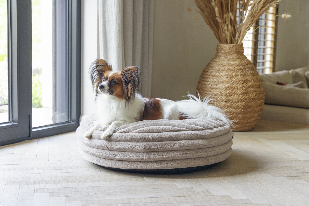 Designed by Lotte Katzenbett in Grau, für Katzen, weicher Stoff, stilvolles Design für maximalen Komfort, Größe erkennbar.