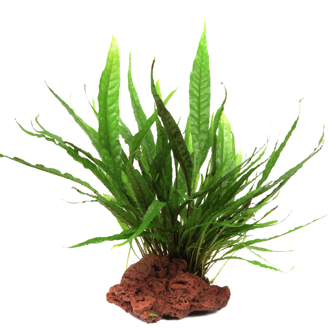 Tropica Javafarn auf rotem Lavastein, ideal für Süßwasseraquarien, pflegeleicht, für Anfänger & Profis geeignet.