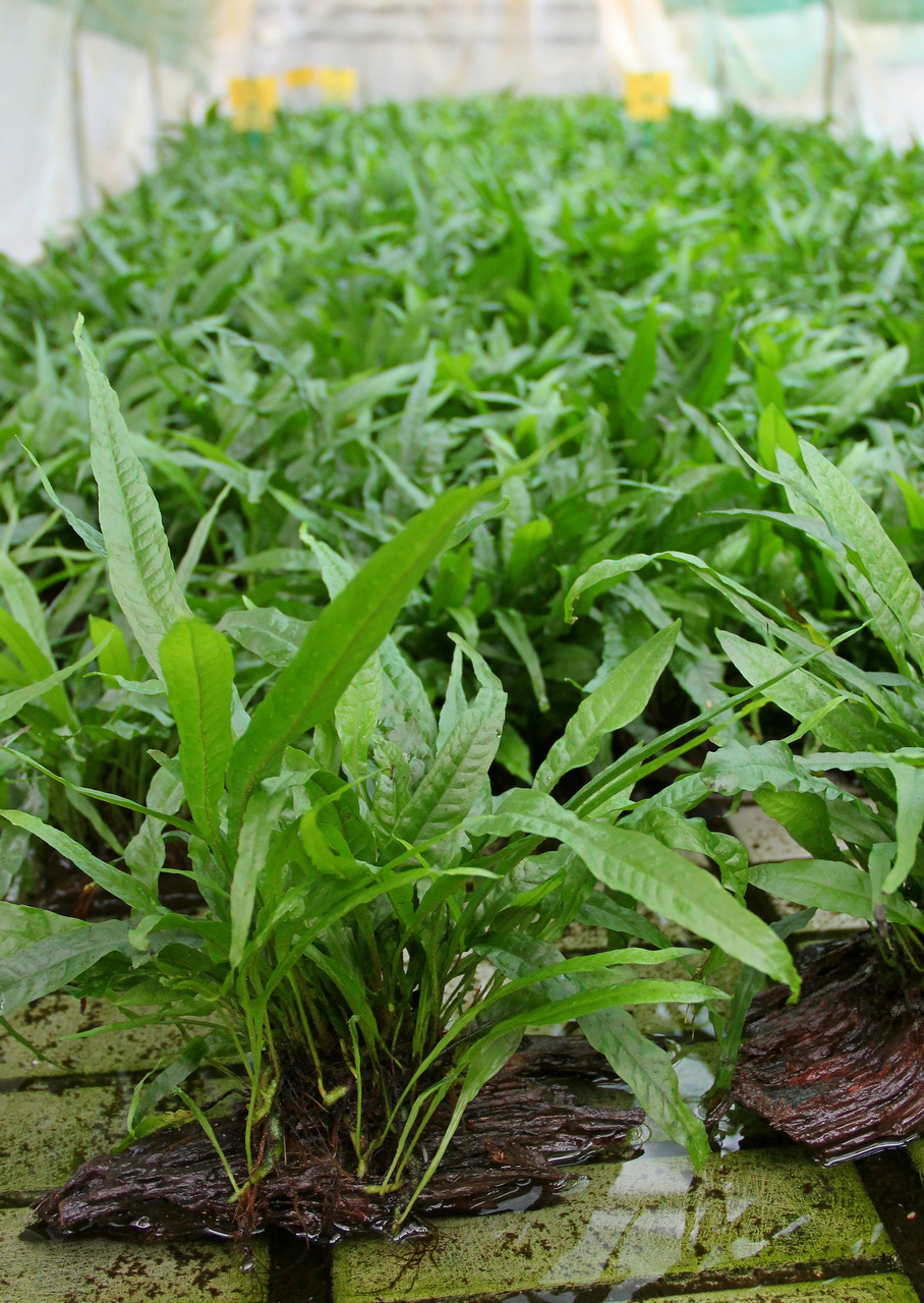 Üppiger Javafarn (Microsorum pteropus) auf Holzstücken, grün & gesund, mit langen Blättern, im Gewächshaus mit gelben Schildern.