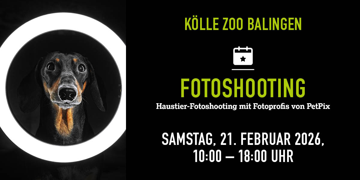 Hund schaut durch runden Lichtring, Infos zu Fotoshooting im Kölle Zoo 