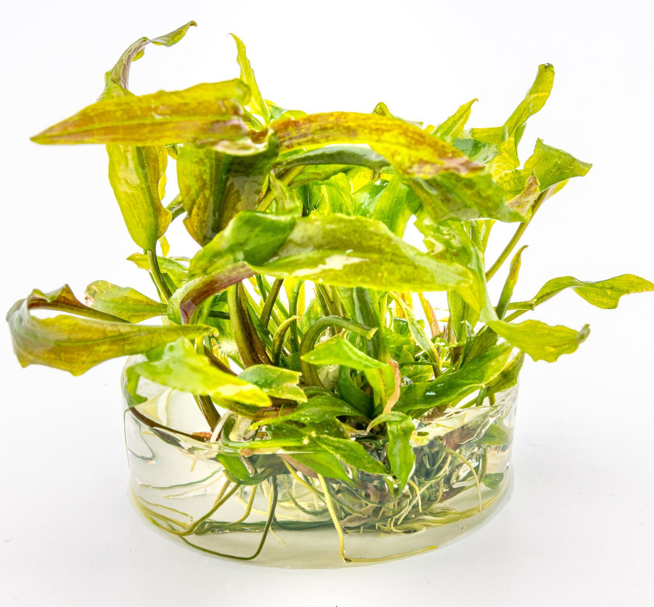 ALOHA Wasserpflanze, für Aquarien, kräftige Blätter, dekorativ, verbessert Wasserqualität, im transparenten Glasbehälter.