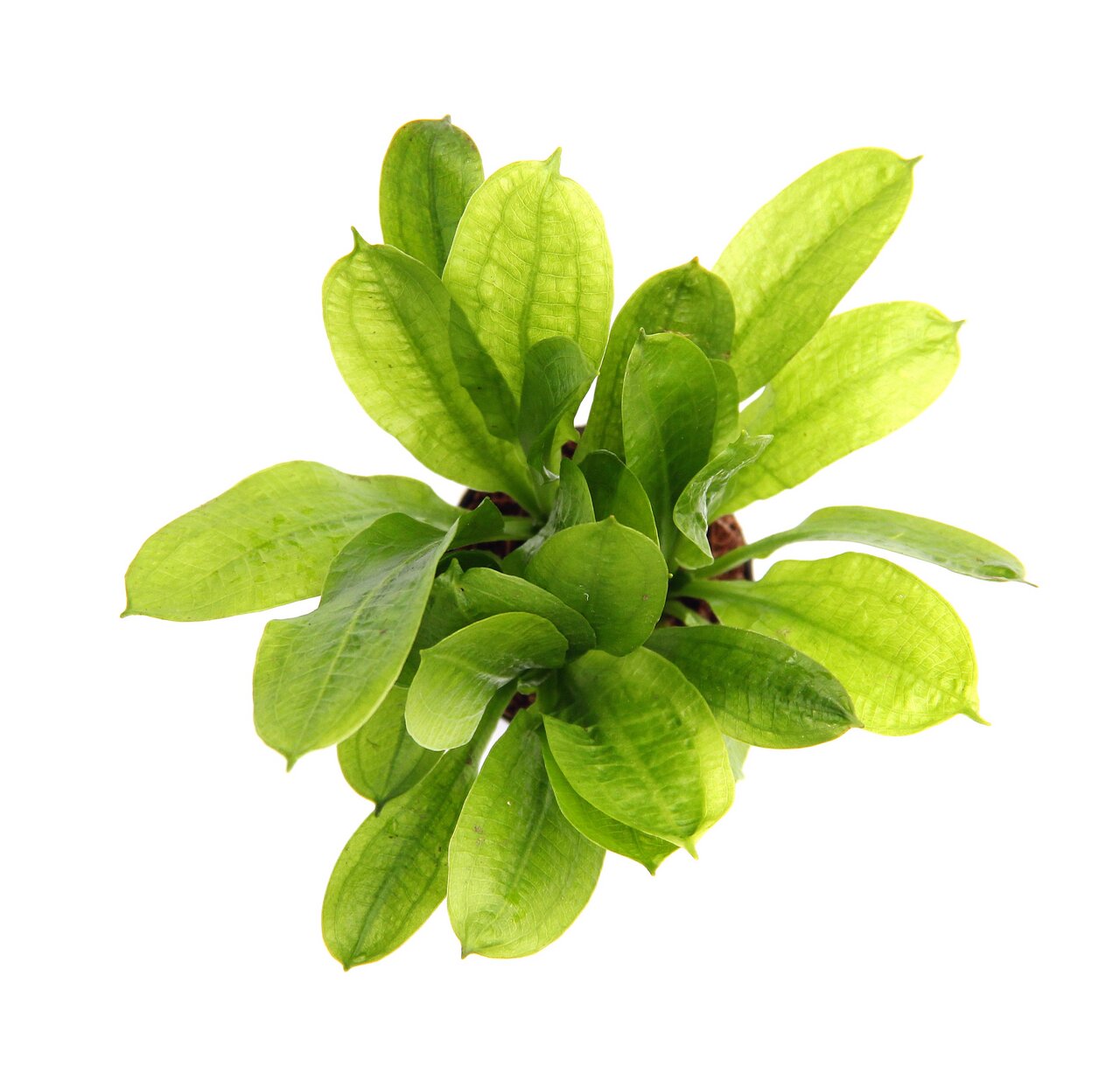 ALOHA Wasserpflanze, für Aquarien, breite grüne Blätter, dekorativ, verbessert Wasserqualität, ideal für Aquarienliebhaber.