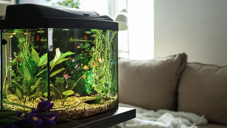 Aquarium mit Pflanzen und kleinen Fischen steht neben Sofa.